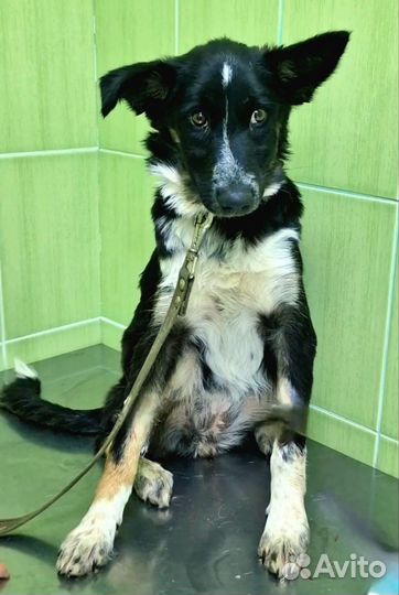 Отдадим малышку в заботливые руки