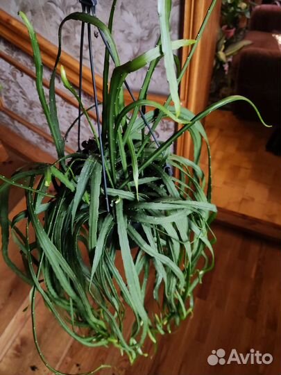 Леписмиум Боливианум