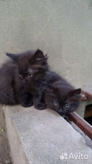 Котята отдам бесплатно