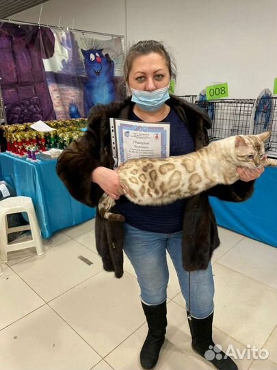 Вязка Бенгальский кот