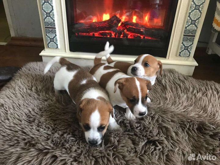 Щенки джек рассел терьер