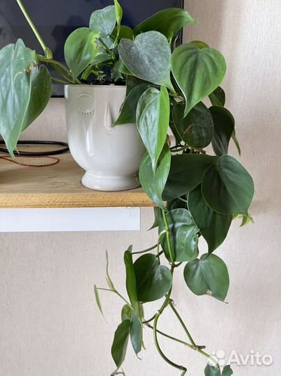 Филодендрон лазающий