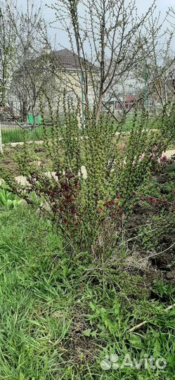 Барбарис тунберга