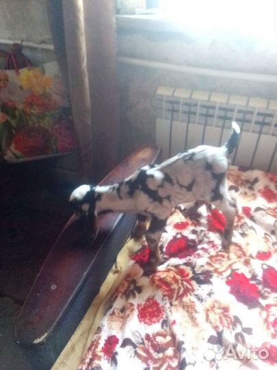 Нубийские козы