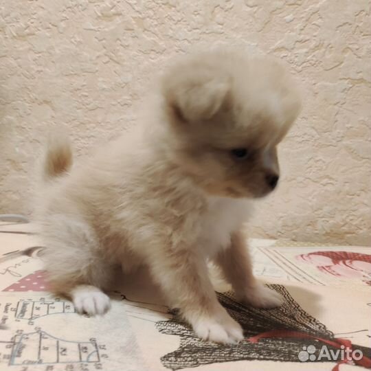 Малый немецкий шпиц щенки