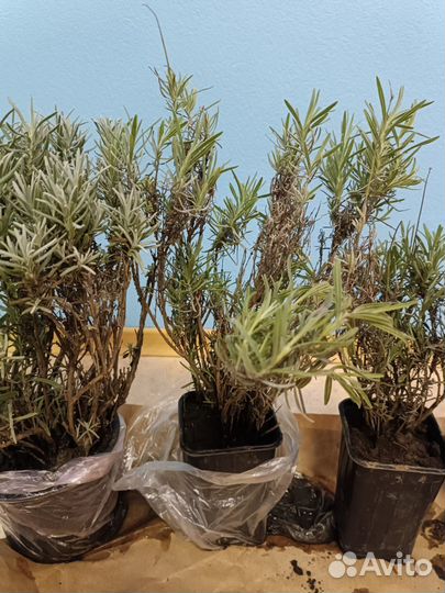 Лаванда саженцы