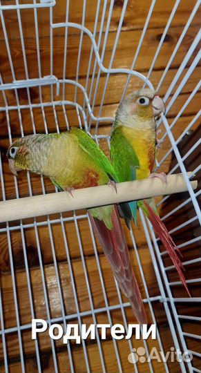 Пирруры, ручные птенчики