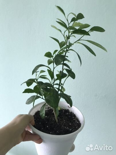 Лимонное дерево. Пеперомия