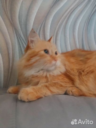 Мейн-кун помесь