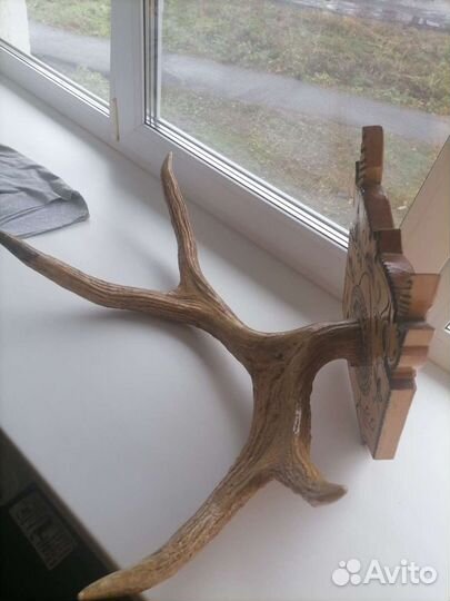 Продам рога лося