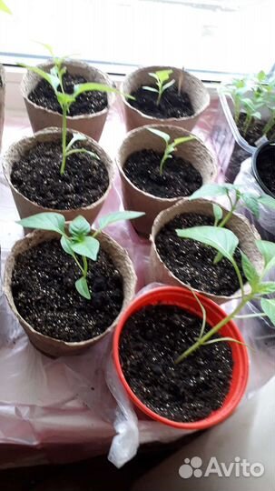 Рассада перцы