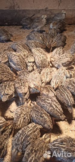 Перепёлки начали нестись