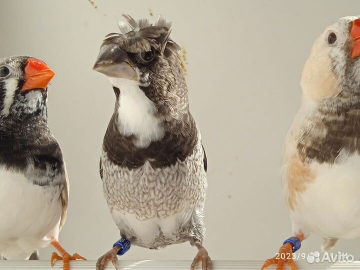 Амадины зебровые и японский