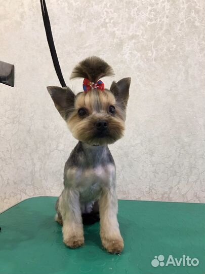 Стрижка собак и кошек, ультразвук чистка зубов