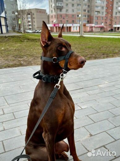 Амуниция для собак