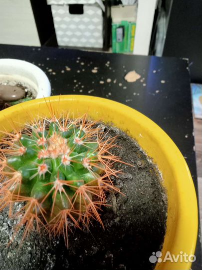 Комнатные цветы