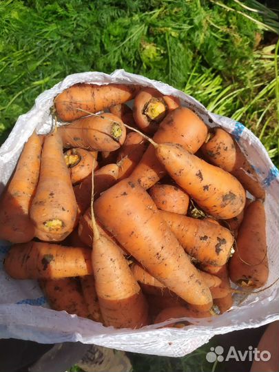 Морковь свекла