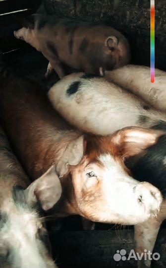 Свиньи живым весом