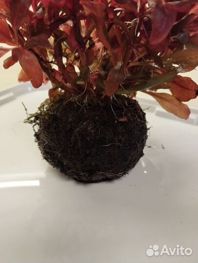 Аквариумное растение альтернантера розанервиг