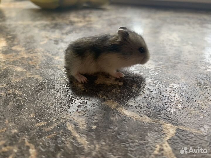 Хомяки джунгарики