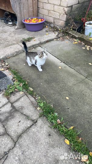 Кошка в дар