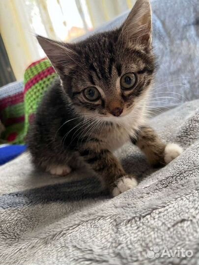 Котенок полосатый