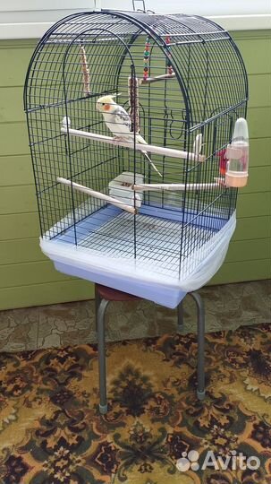 Продам попугая кореллу с клеткой