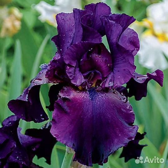 Ирис бородатый