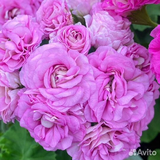 Пеларгония Ю Мерлезон 2