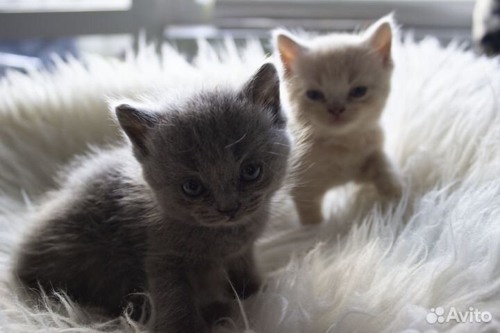 Котята помесь британец шотландец вислоухий