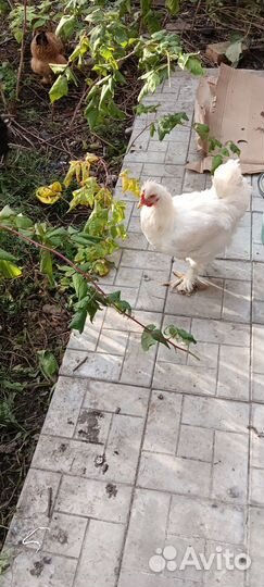 Молодые петухи, породистые