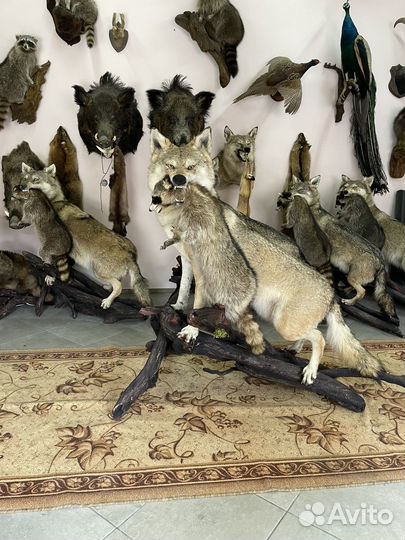 Чучело волка