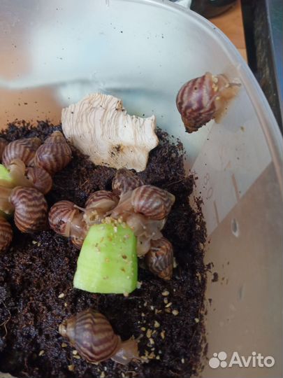 Улитка Ахатина