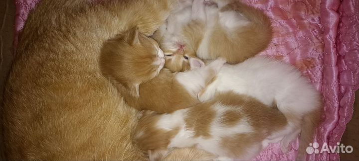 Вислоухие котятки