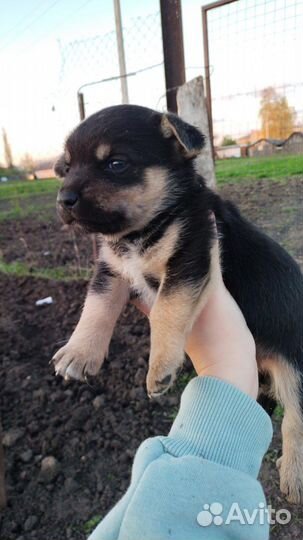 Щенки девочки в дар