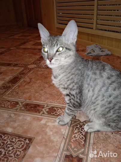 Отдам кота в добрые руки