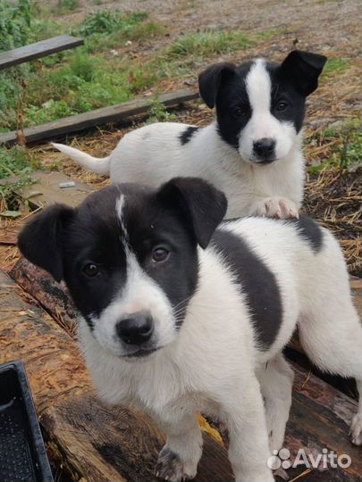 Щенки