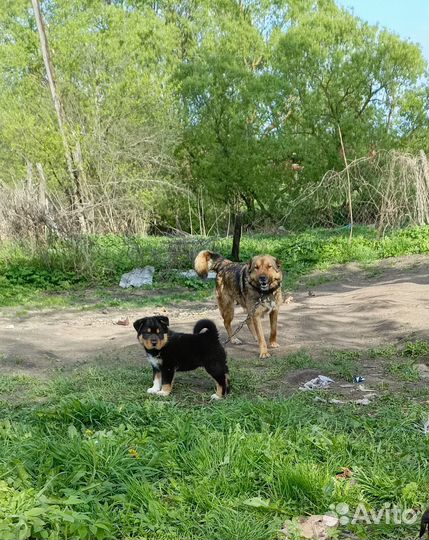 Щенки в добрые руки даром