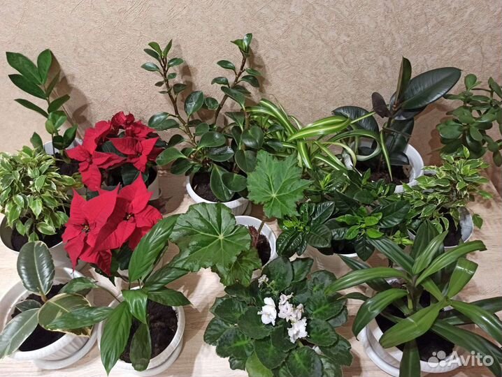 Комнатные растения в горшках