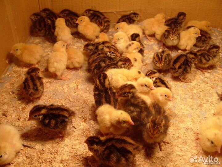 Перепела суточные