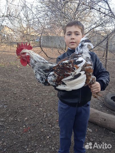 Инкубационное яйцо ливенских ситцевых кур