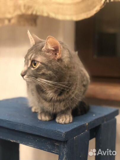 Котенок девочка