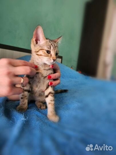 Котенок в добрые руки