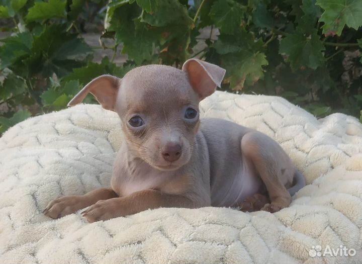 Веселая компания