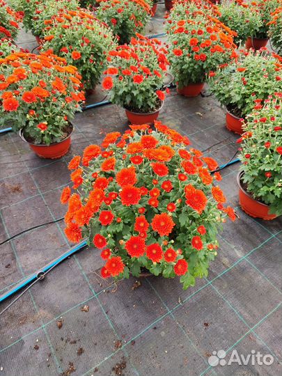 Хризантема мультифлора