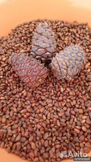 Шишки кедра и Орех кедровый