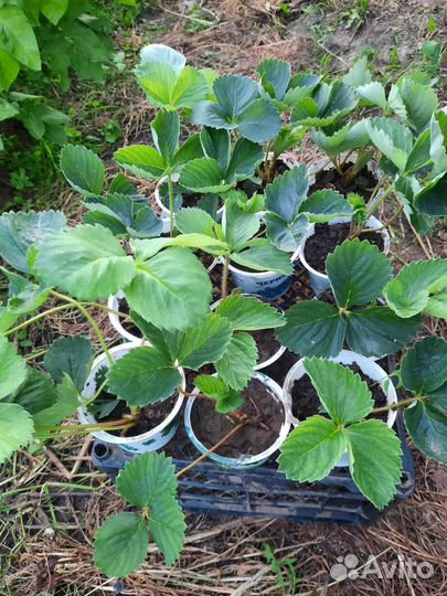 Рассада клубники