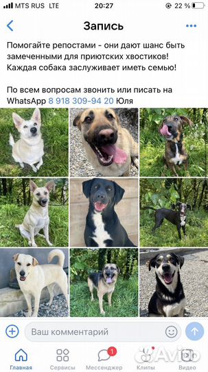 Собака в добрые руки, приют сочи