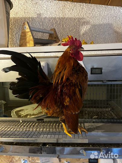 Петух малазийская серама карликовые куры