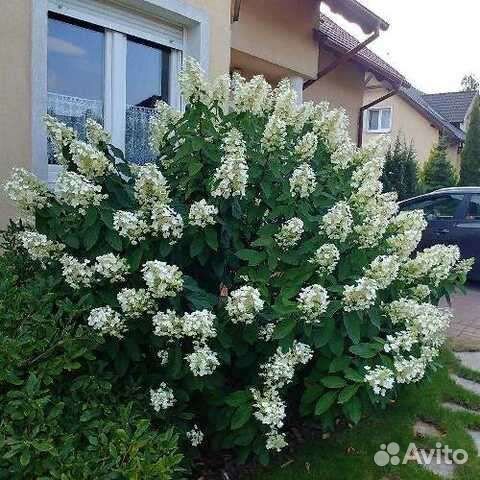 Гортензия Левана